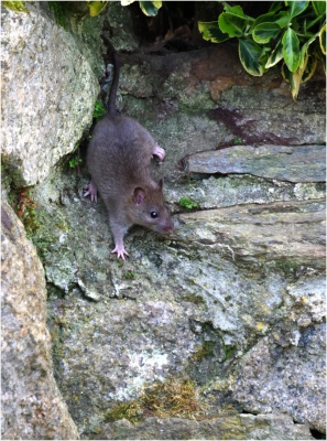 Garden Rat